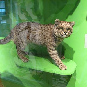 Geoffroy's Cat