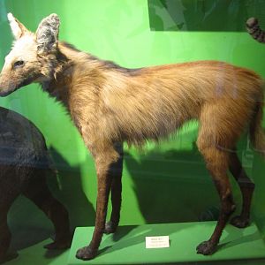 Maned Wolf