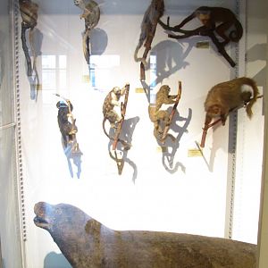 West Indian Monk Seal & Primates