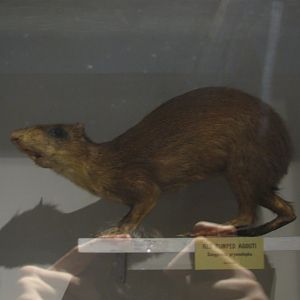 Red Rumped Agouti