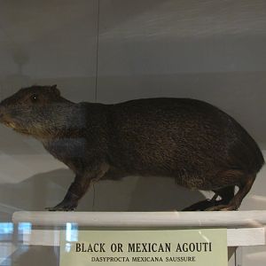 Black Agouti