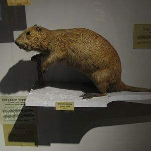 Nutria