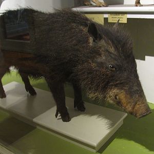 White Lipped Peccary