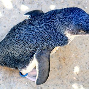 Little blue penguin; Weymouth; 23rd June 2018
