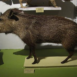 Collared Peccary