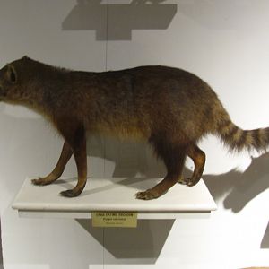 Crab Eating Raccoon