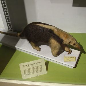 Yellow Tamandua Anteater