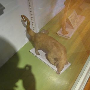 Tamandua