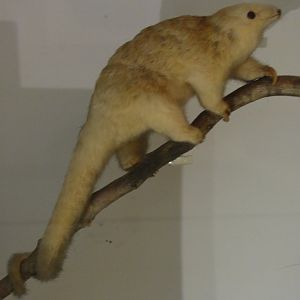 Silky Anteater?