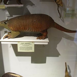 Giant Armadillo
