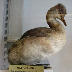 Flightless Grebe