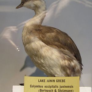 Lake Junin Grebe
