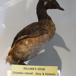 Rolland's Grebe