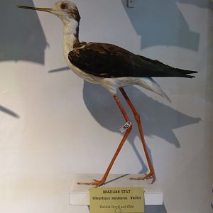 Brazilian Stilt