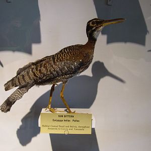 Sunbittern