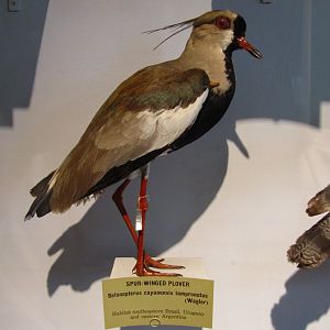 Southern Lapwing