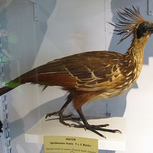 Hoatzin