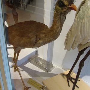 Red Legged Seriema