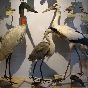 Jabiru Stork, Maguari Stork & Cocoi Heron