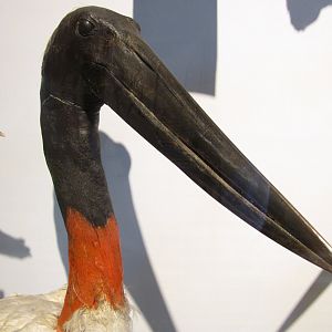 Jabiru Stork Head