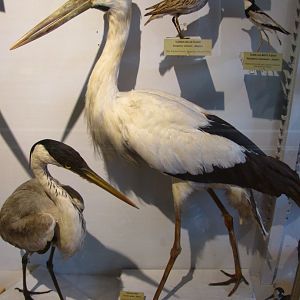 Maguari Stork