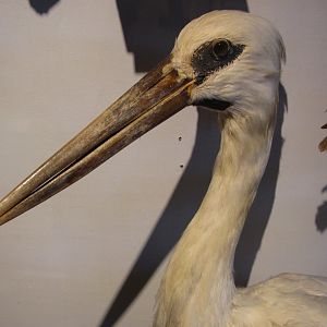 Maguari Stork Head