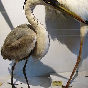 Cocoi Heron
