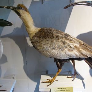 Black Faced Ibis