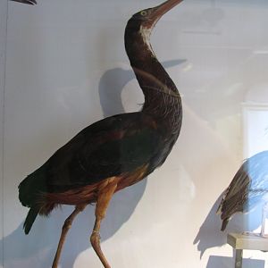 Agami Heron