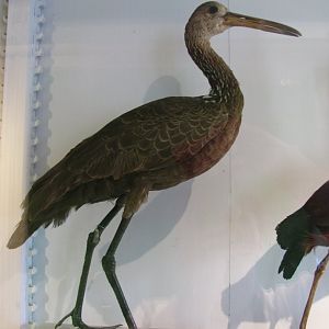 Limpkin
