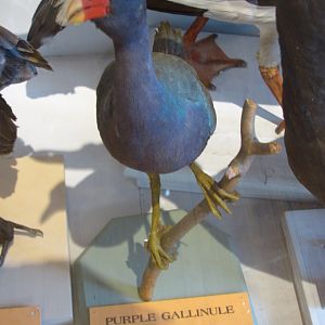 Purple Gallinule