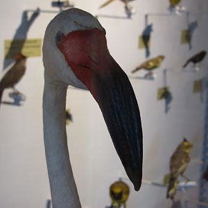 American Flamingo Head