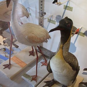 Chilean Flamingo & King Penguin