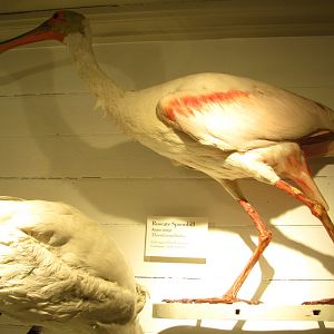Roseate Spoonbill