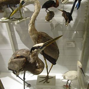 Great Blue Heron, Wurdemann's Heron & Snowy Egret