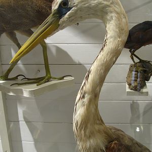 Wurdemann's Heron Head