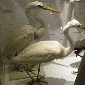 Great White Herons