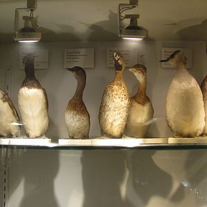 North American Grebes