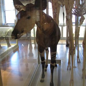 Okapi