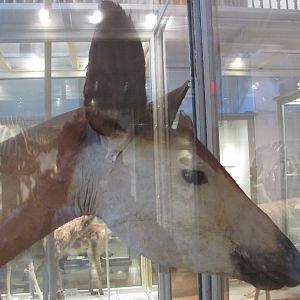 Okapi Head