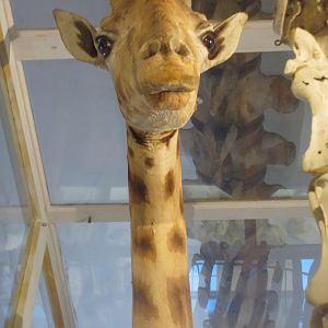 Giraffe Head