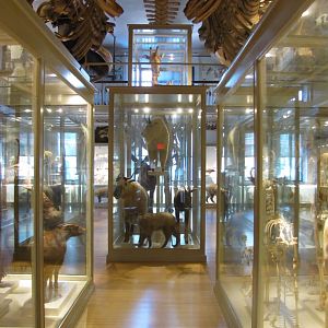 Great Mammal Hall