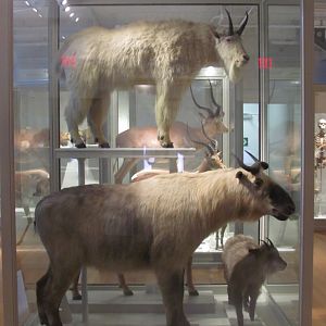 Mountain Goat & Takin