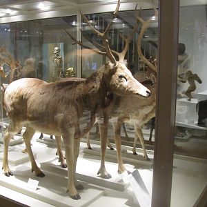 Pere David's Deer