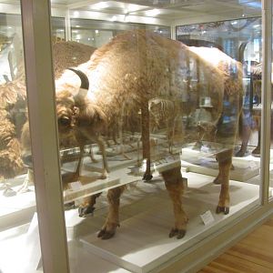 European Bison