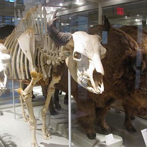 Bison Skeleton