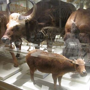 Mountain Anoa & Gaur