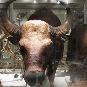 Gaur Head
