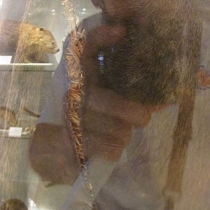 Gaur Rear In Need Of Repair