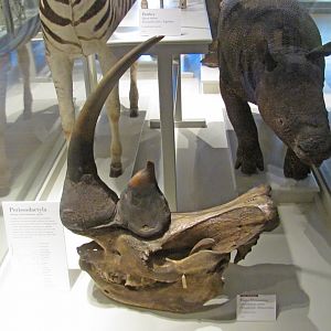 White Rhinoceros Skull